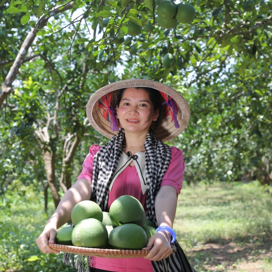 Dầu gội thảo dược Queen